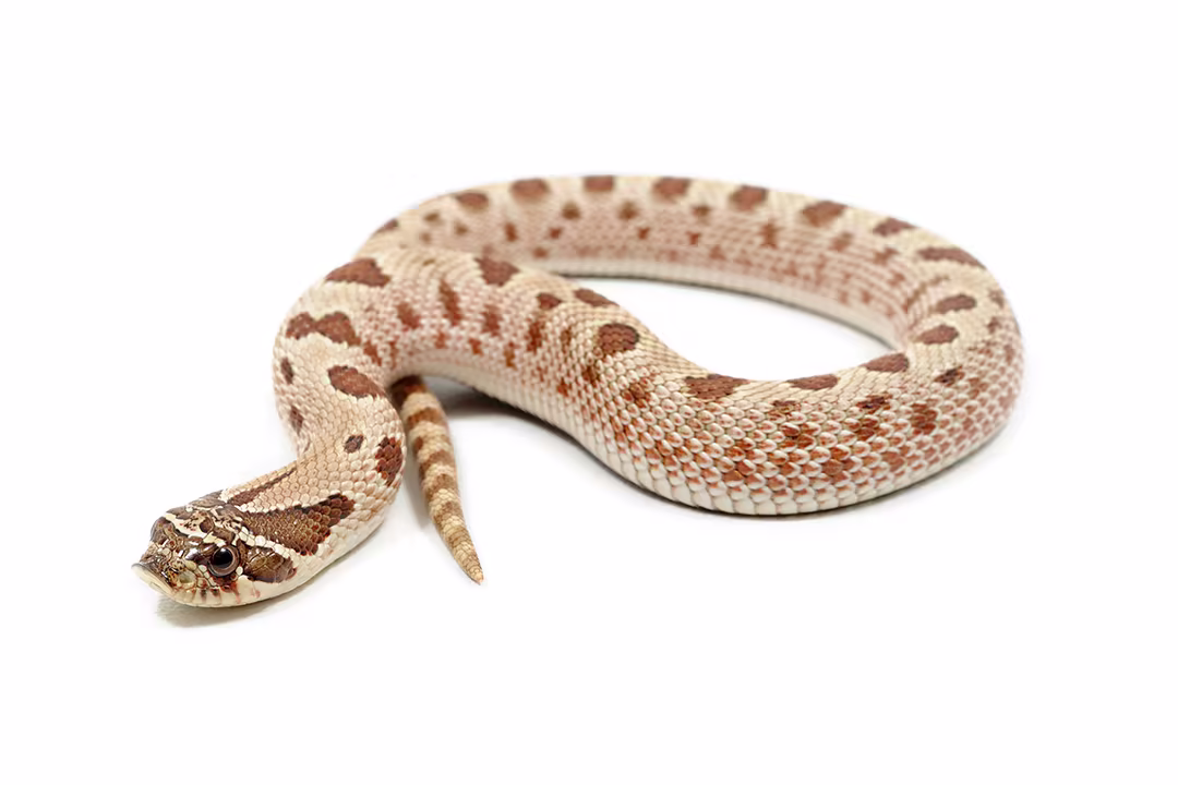 Western Hognose